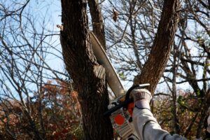 Pruning & Trimming